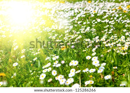 Daisies in a meadow with sunlight