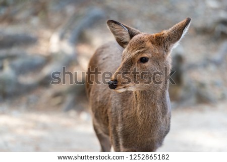 Portrait of Deer