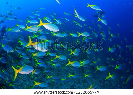 schooling yellow tail fusilier fish and diver underwater in Raja Ampat, West Papua, Indonesia Royalty-Free Stock Photo #1252866979