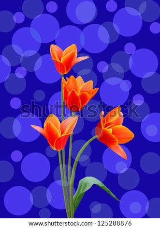 A flower of liliaceae tulip bouquet on blue background