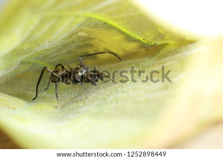 Ant mimic spider on the leaf, macro