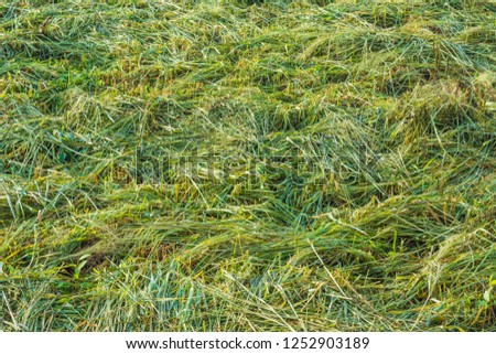 Freshly cut ilalang (a type of grass weed in Indonesia). In English, it is usually called bladygrass, cogongrass, speargrass, silver-spike, or satintail.