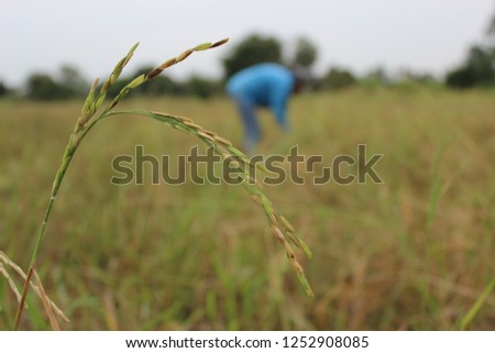 Farmers are harvesting rice in low light, photographed as blurry