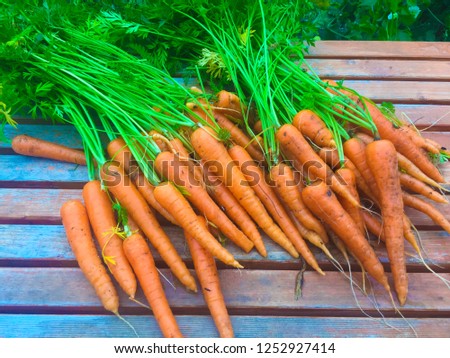 Fresh carrots picked from the garden. Royalty-Free Stock Photo #1252927414