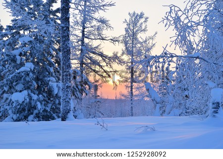 The sun rises between two coniferous snow-covered trees in the winter forest. The sky is painted in orange color. Horizontal orientation, a negative field at the bottom. Background, wall paper.