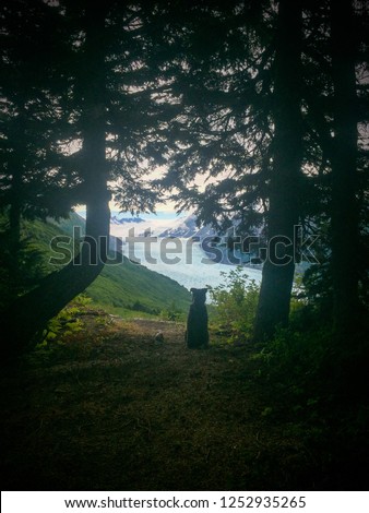 A dog looks out to the valley below. Royalty-Free Stock Photo #1252935265
