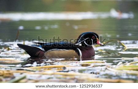 Beautiful wood duck closeup pictures swimming in a lake