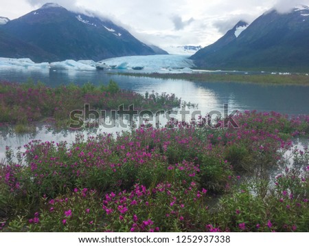 Colorful flowers bloom by water with a glacier in the distance. Royalty-Free Stock Photo #1252937338