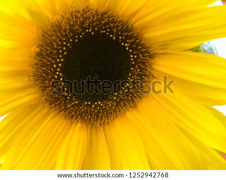 A simple sunflower shines bright with intense color. Royalty-Free Stock Photo #1252942768