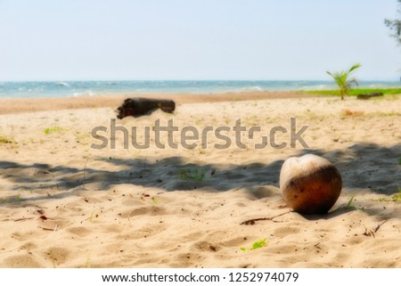 This great picture shows a coconut in the foreground and in the background a tree trunk can be seen in the middle and on the right a small plam on the natural beach of Cha Am in Thailand and also the 
