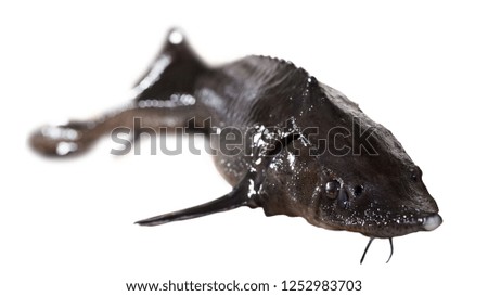 Picture of raw sturgeon isolated over white background 