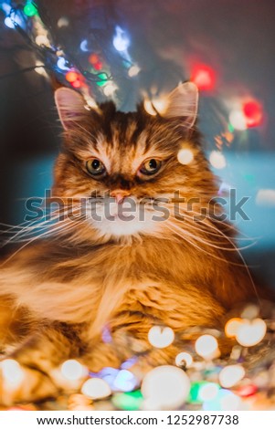 Ginger Maine Coon fluffy cat portrait lying on the couch with colorful glowing Christmas garland. Bokeh lights and reflections in top of the picture