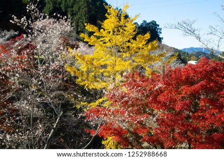 Obara shikizakura blooms (Obara Shikizakura Four-Season Cherry Blossom Trees ) :Toyota-City Aichi Colorful Autumn foliage Japan
