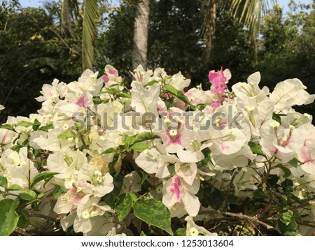 Bougainvillea.Close up of Blooming bougainvillea.Close up view of white bougainvillea flower. white bougainvillea flowers texture and background for designers