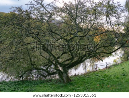 Tree next to lake with beautiful curvy branches and less leaves, Gothenburg ,Sweden
