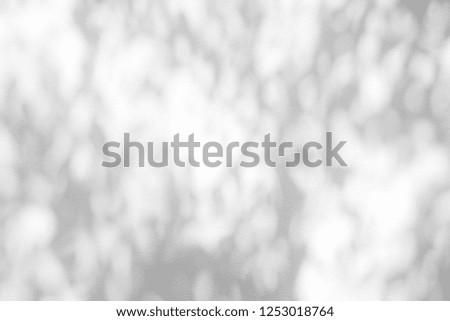 Shadow of Tree Branches on White Cool Concrete Wall Background.