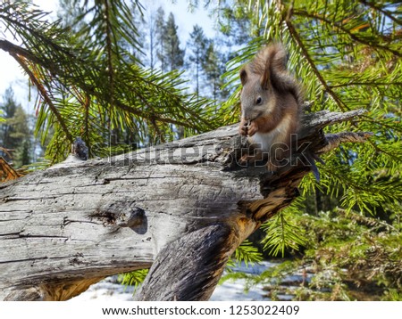 squirrel sits and eats on a broken tree in the forest in winter, on the background of fir branches and snow