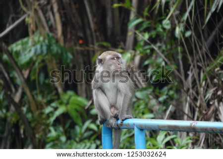 Monkey activity near rural neighborhood