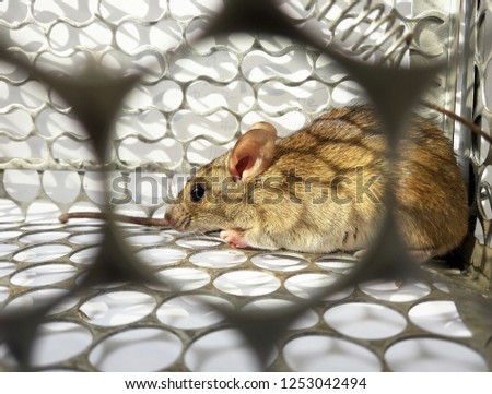 Rat in cage mousetrap on white background, Mouse finding a way out of being confined, Trapping and removal of rodents that cause dirt and may be carriers of disease, Mice try to find freedom Royalty-Free Stock Photo #1253042494