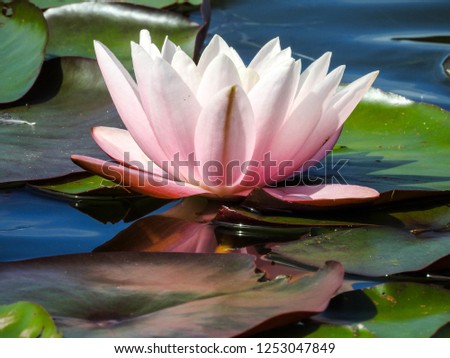 pink lily in bloom