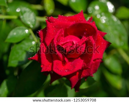 Dark red rose flower (Rosa damascena) with water drop.
