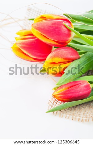 Bouquet of yellow-red  tulips with canvas on  a white background
