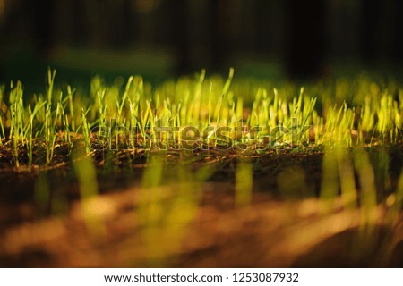Little young green grass growing through the last year brown plants