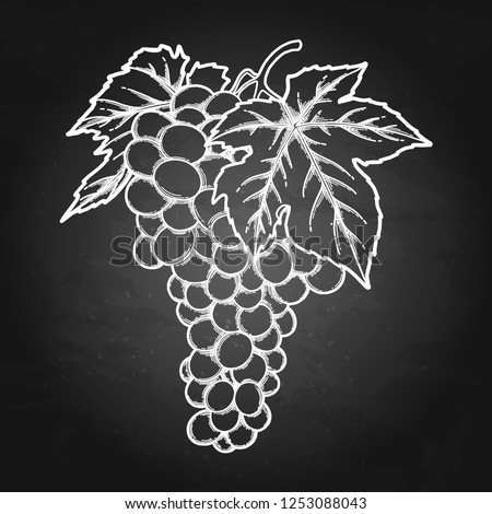 Graphic bunches of grapes hanging on the branch with leaves. Vector illustration isolated on the chalkboard