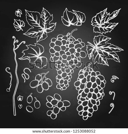 Set of watercolor bunches of grapes, leaves and branches. Vector botanical design elements isolated on the chalkboard