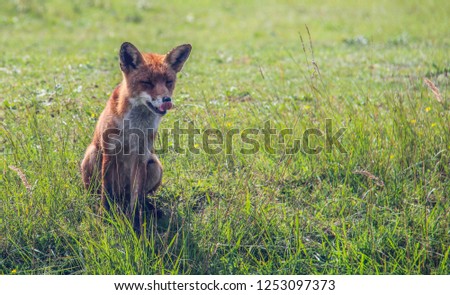 Fox in nature 