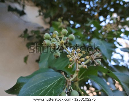 green fruits on the ivy
