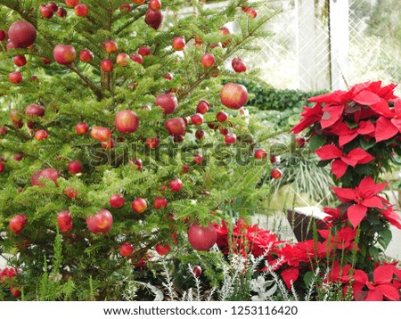 Christmas tree and apple decoration