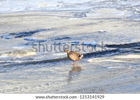 wild duck float on cold river in snow and ice