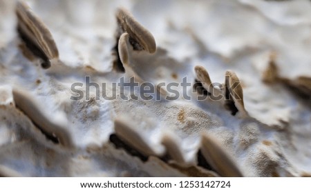 Mushrooms on plum bark (Background, banner, Wallpaper, texture)
