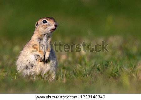 Cute animal. European Ground Squirrel. Green nature background.  European Sousl Spermophilus citellus.