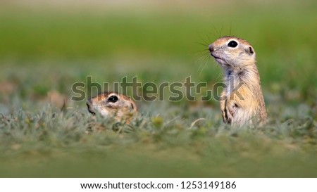 Cute animal. European Ground Squirrel. Green nature background.  European Sousl Spermophilus citellus. Ankara Turkey.