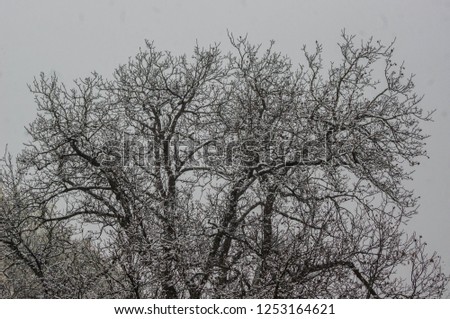 winter tree backgound