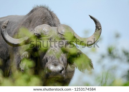 Portrait Buffalo in African