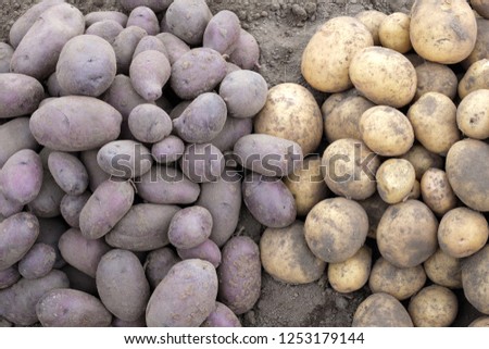 black and white unwashed potatoes on the ground, freshly dug potatoes