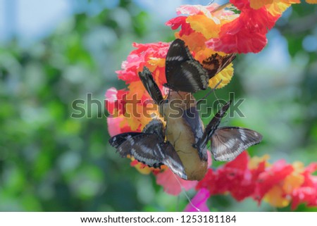 The Great Eggfly Hypolimnas bolina jacintha butterfly eating sweet banana.