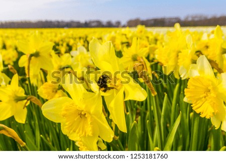 yellow dutch daffodil flowers close up low angle of view with blue sky background