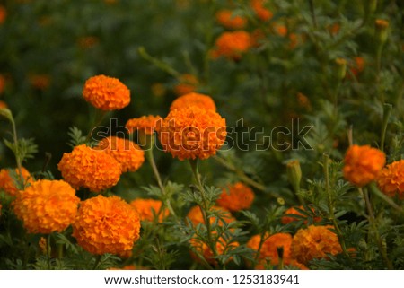 Close up view of some beautiful yellow Tagetes Erecta or popularly known as Marigold flowers with leaves and blur background 