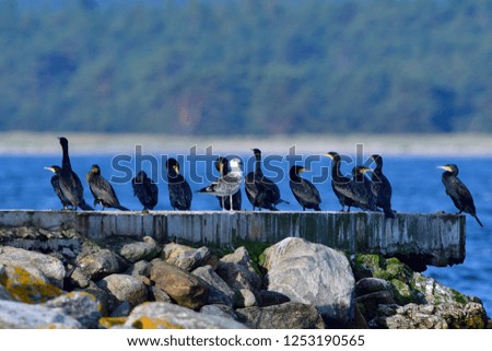 A group of great cormorant on a coast