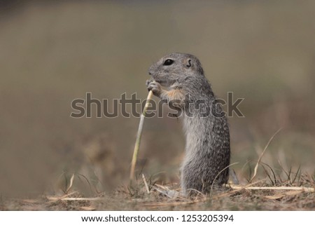 Young european ground squirrel sitting on the ground and eating corn. (Spermophilus citellus) Wildlife scene from nature. Ground squirrel on field