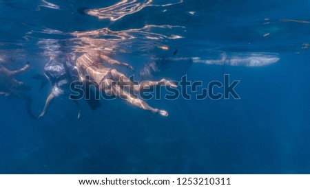 Whale shark watching and close interaction