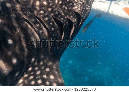 Whale shark gills closeup