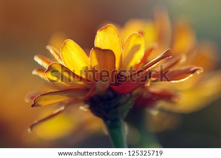 abtract art of yellow daisy