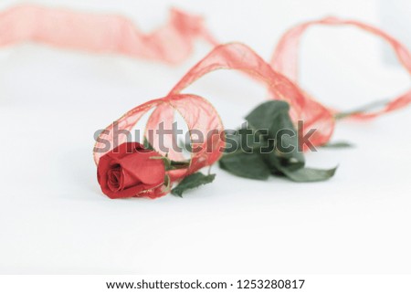red rose on a white background.photo with copy space