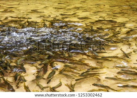 Fish herd in freshwater stream