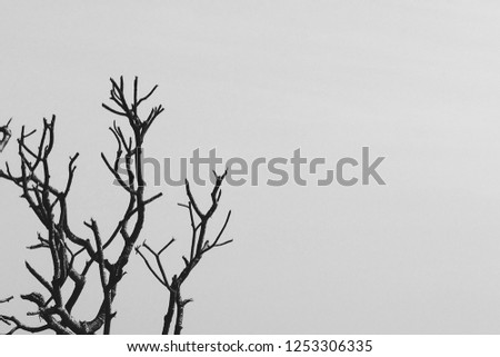 The old and dry beautiful trees and branches in black and white or grey tone with copy space for adding text. Lifestyle and natural concept for background and decoration or making condolence card